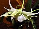angraecum_veitchii.JPG