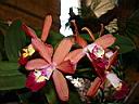 cattleya_tropical_pointer.JPG