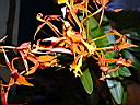 epidendron_schumburkio.JPG