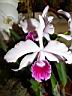 laelia_purpuratum_loba.JPG