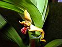 maxillaria_clatior.JPG