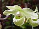 paphiopedilum_jackii_alba.JPG