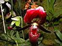 paphiopedilum_vimicolor.JPG