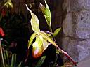 paphiopedilum_x_cardinale.JPG