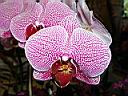 phalaenopsis_3.JPG