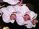 phalaenopsis_4.JPG