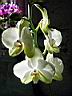 phalaenopsis_5a.JPG