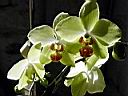 phalaenopsis_6.JPG