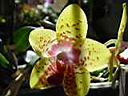phalaenopsis_7.JPG