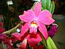 sophrunitis_coccinea_x_laelia_sincorana.JPG