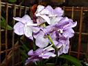 vanda_rotschildiana.JPG