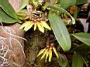 bulbophyllum_picturatum.JPG