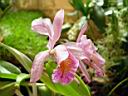 cattleya_heloise.JPG