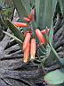aloe_plicatilis.JPG