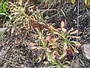 drosera_capensis_2.JPG