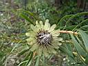 protea_scolymocephala.JPG