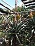 aloe_africana_2.JPG