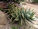 aloe_mitriformis.JPG