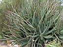 aloe_succotrina.JPG