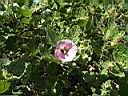 anisodontea_scabrosa.JPG