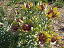 leucadendron_tinctum.JPG