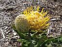 leucospermum_erubescens.JPG