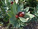 leucospermum_glabrum.JPG