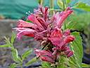 agastache_red_fortune.JPG
