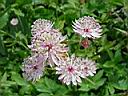astrantia_buckland.JPG