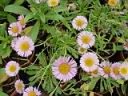erigeron_dimity.JPG