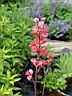 heuchera_rapsberry_regal.JPG