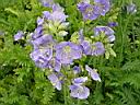 polemonium_nothern_light.JPG
