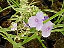 tradescantia_little_doll.JPG