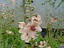 verbascum_jackie.JPG