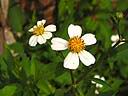 Bidens_pilosa.jpg