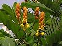 Cassia_alata.jpg