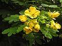 Cassia_splendida.jpg