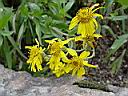 arnica_whitneyi.JPG