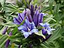 gentiana_asclepiadea.JPG