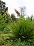 doryanthes_palmer_4.JPG