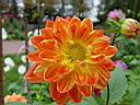 dahlia_lanterne_chinoise.JPG