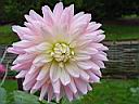 dahlia_nacre.JPG