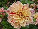 dahlia_nonette.JPG