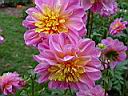 dahlia_pomerol.JPG