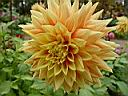 dahlia_swan_sunset.JPG