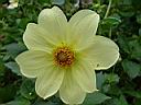 dahlia_themis.JPG