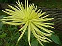 dahlia_yellow_spider.JPG