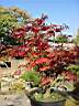 acer_japonicum_aconitifolium_automne.JPG