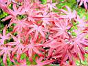 acer_palmatum_ariake_nomura.JPG