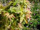 acer_palmatum_coonara_pygmy..JPG